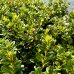 Azalka japonská (Azalea japonica) ´HINO CRIMSON ROUGE´ - výška 20-30 cm, kont. C1,5L